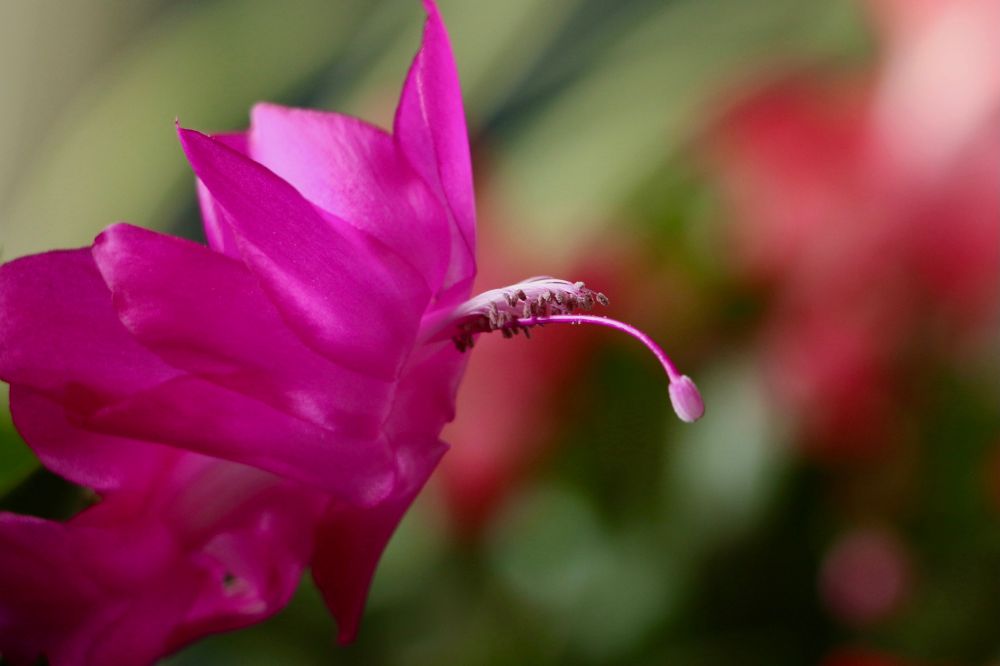 My thanksgiving cacti are in bloom!! 