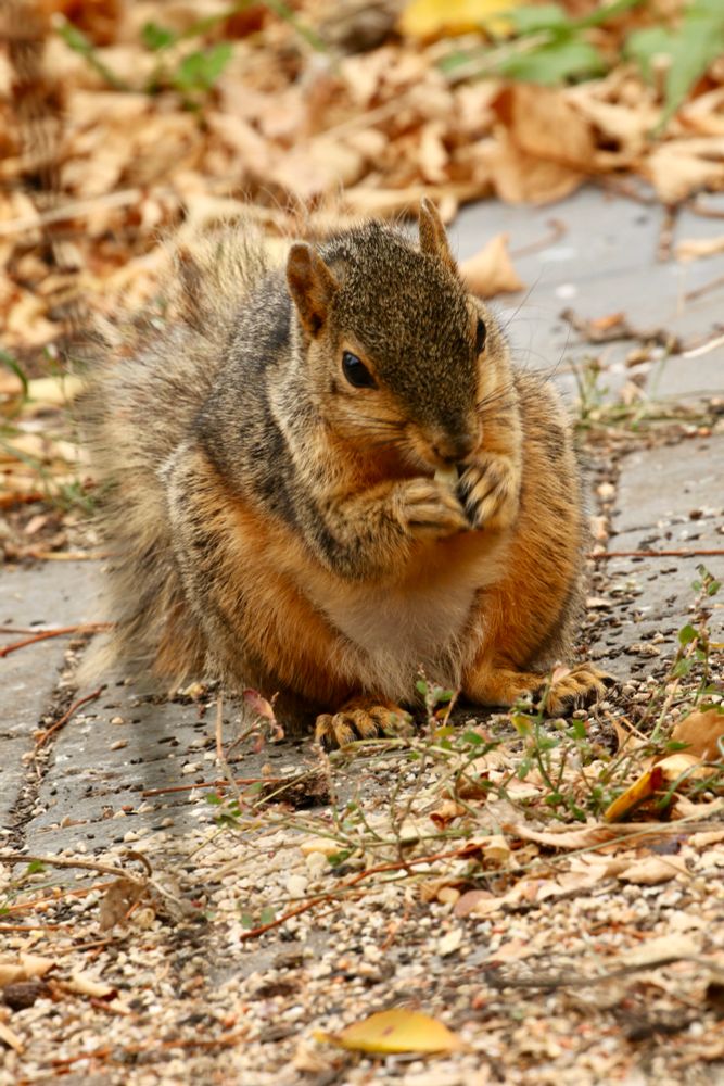 Fox squirrel eating fallen bird seed. 