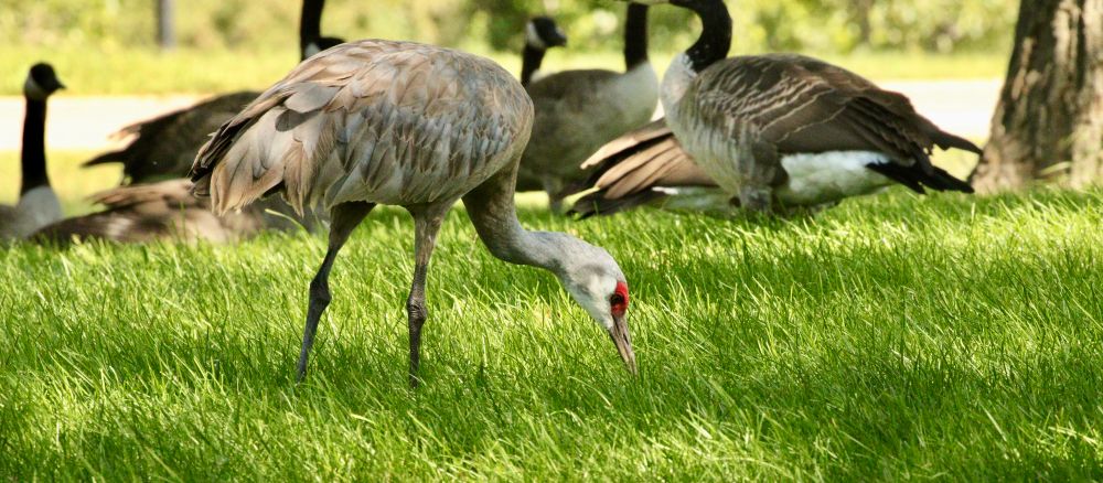 Sandhill crane that hanging out with a flock of geese. 