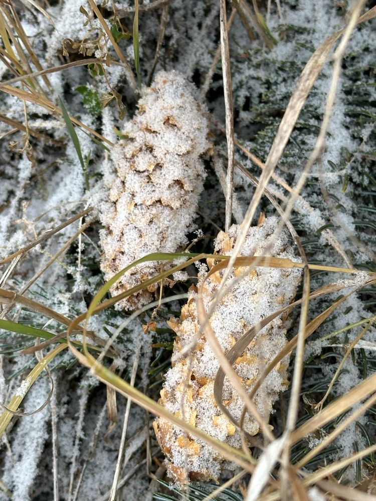 Pine cones with snow. 