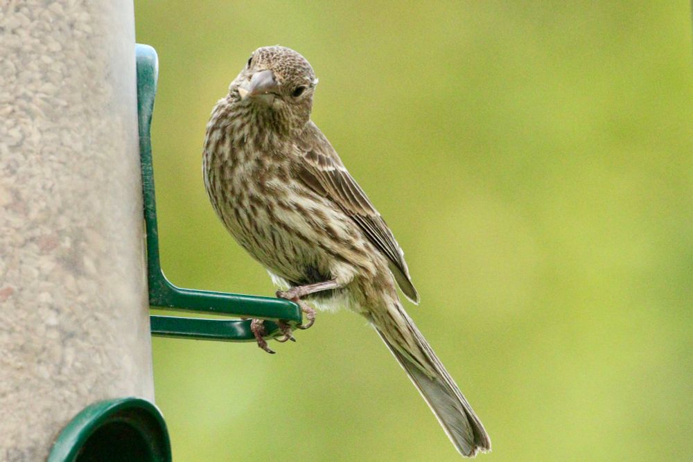 Female house finch on a feeder