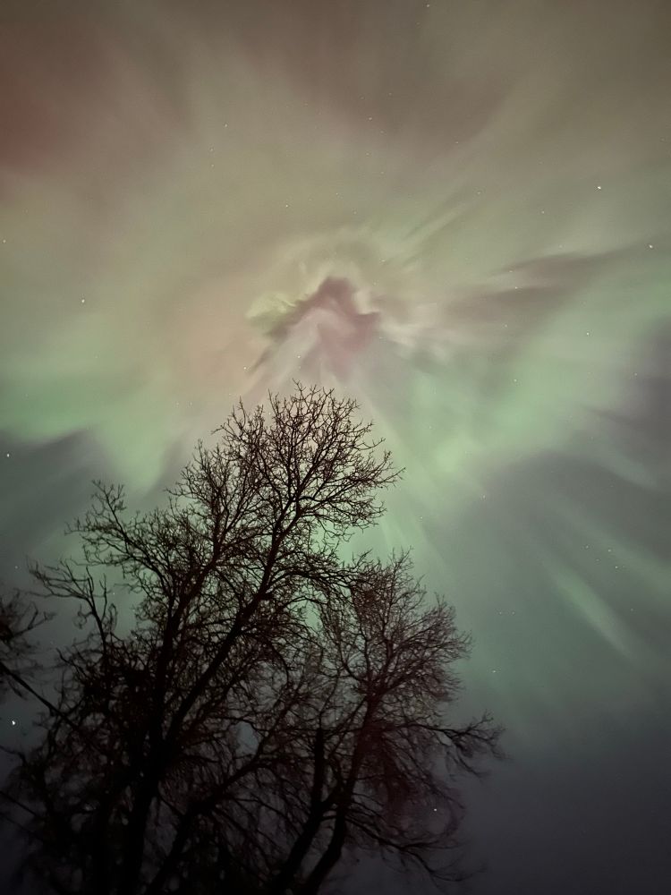 Northern lights over a tree