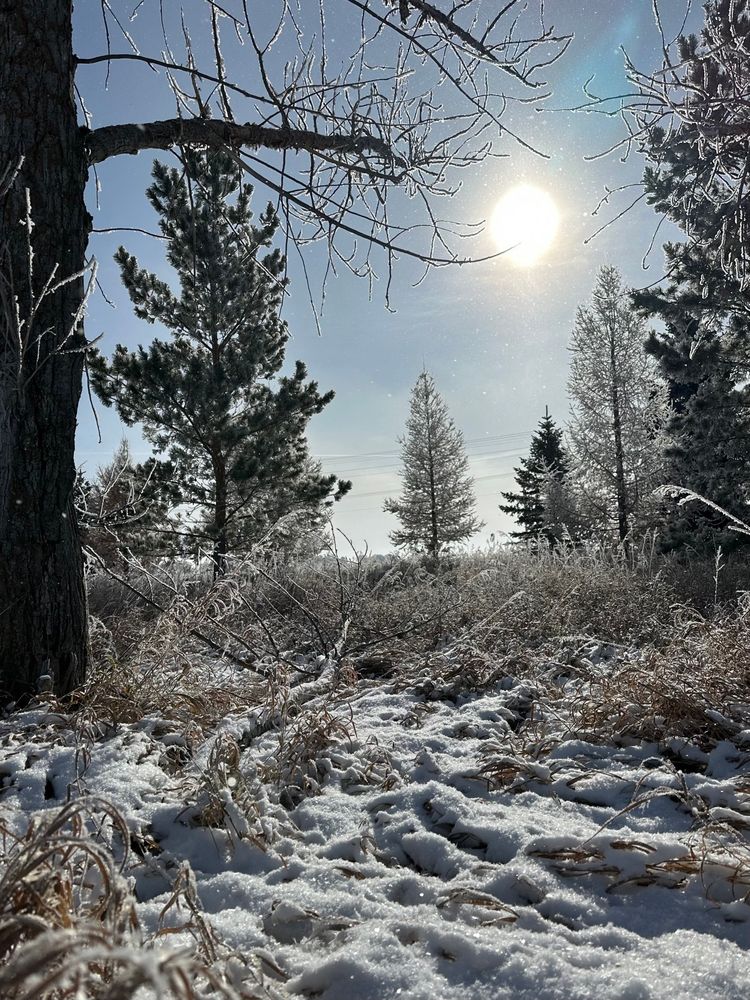 Fresh snow and frosty trees