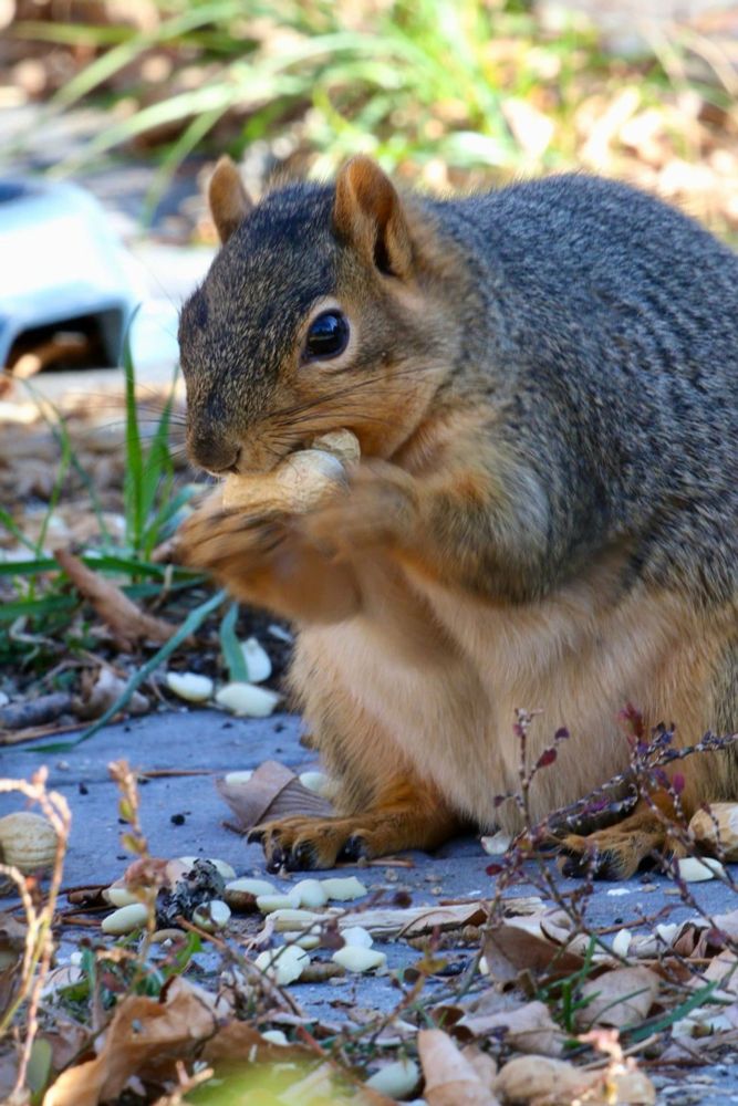 Fox Squirrel with at least 2 peanuts in his mouth. 