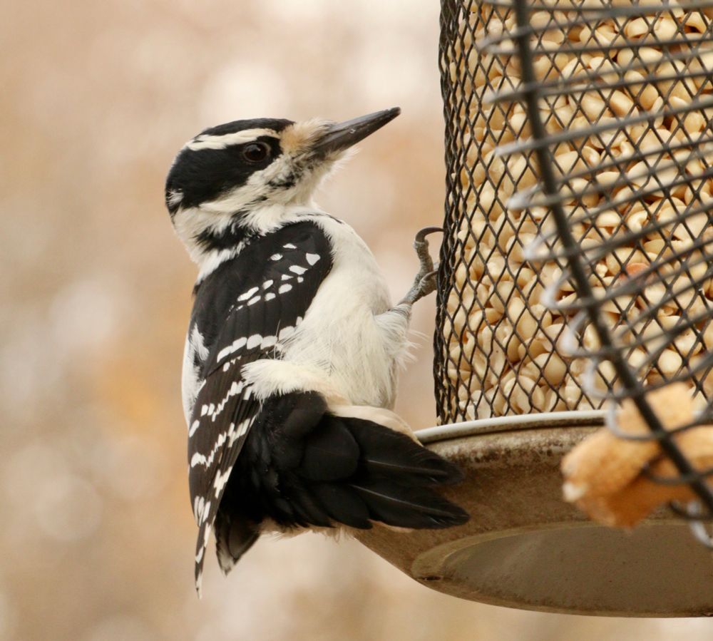 Hairy woodpecker on a feeder. 