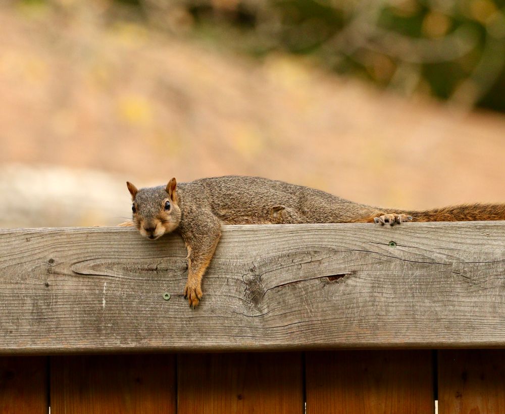 Hot fox squirrel flat on a fence. 