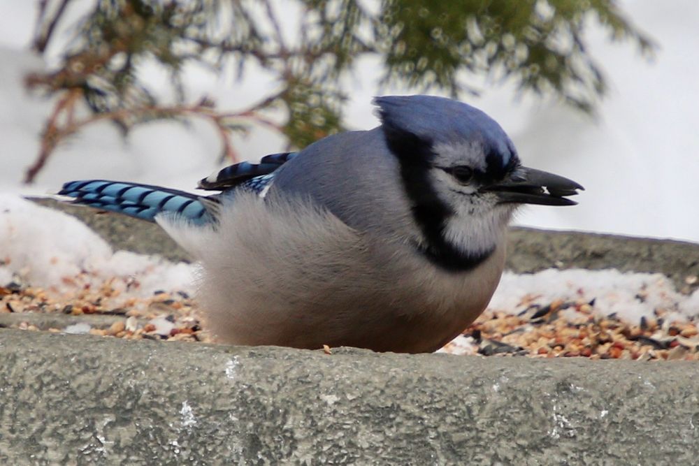 Blue jay eating seeds from a low feeder. 