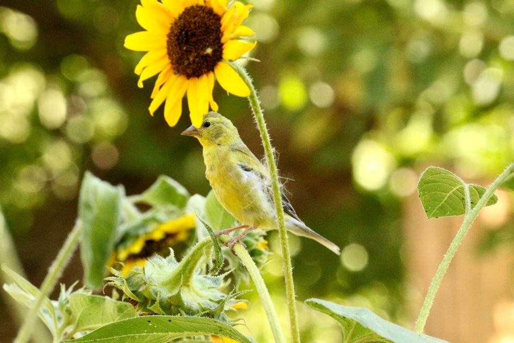 Goldfinch in the sunflowers