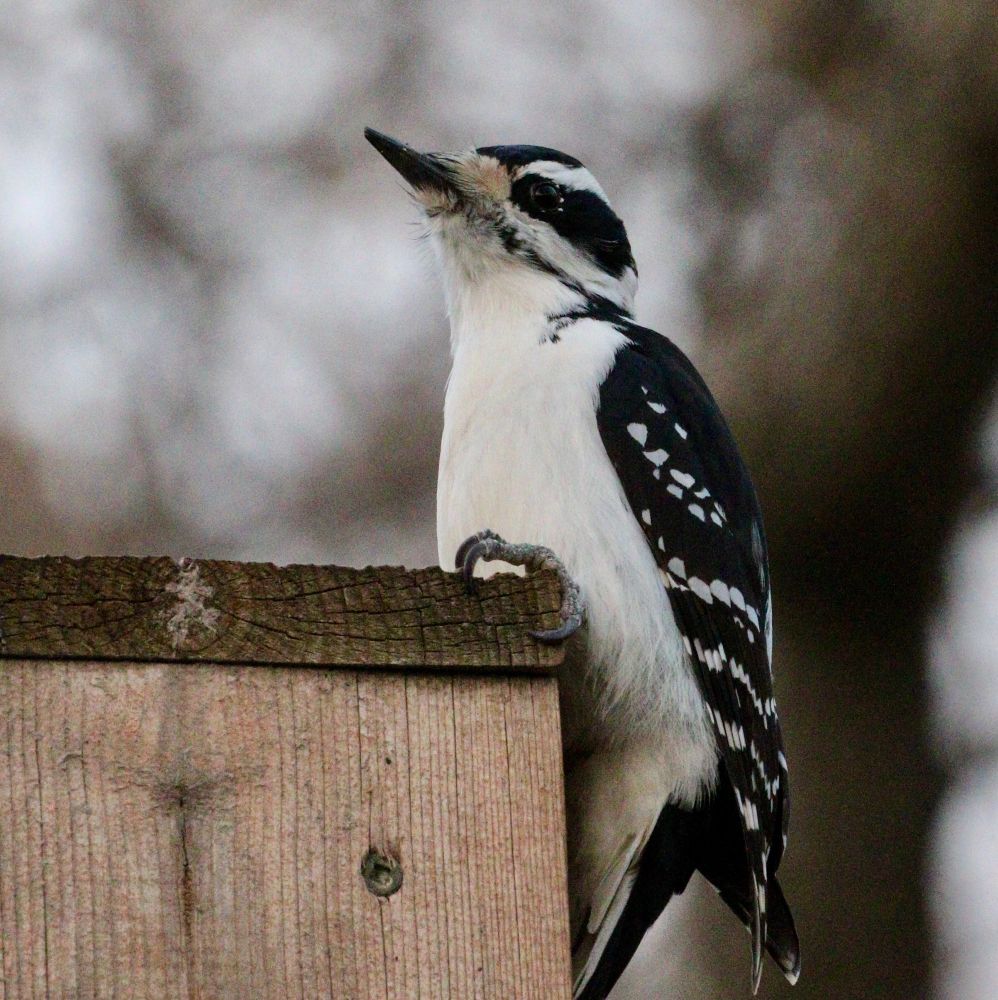 Hairy woodpecker on top of a fence post. 