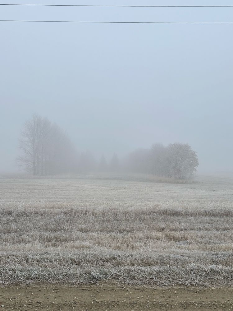 Fog in a tree line beside a field. 