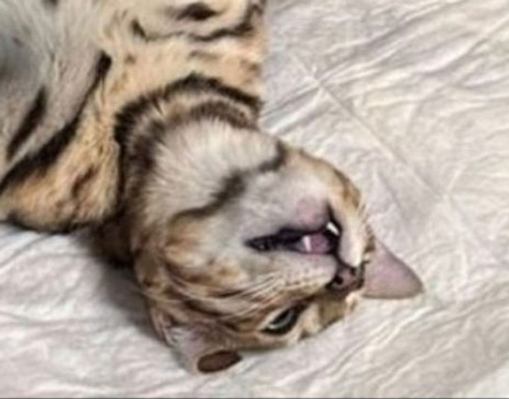 A picture of a cat.
Its on its back after being neutered