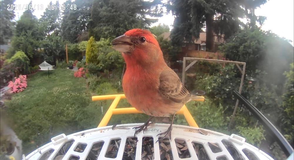 Red house finch at bird feeder
