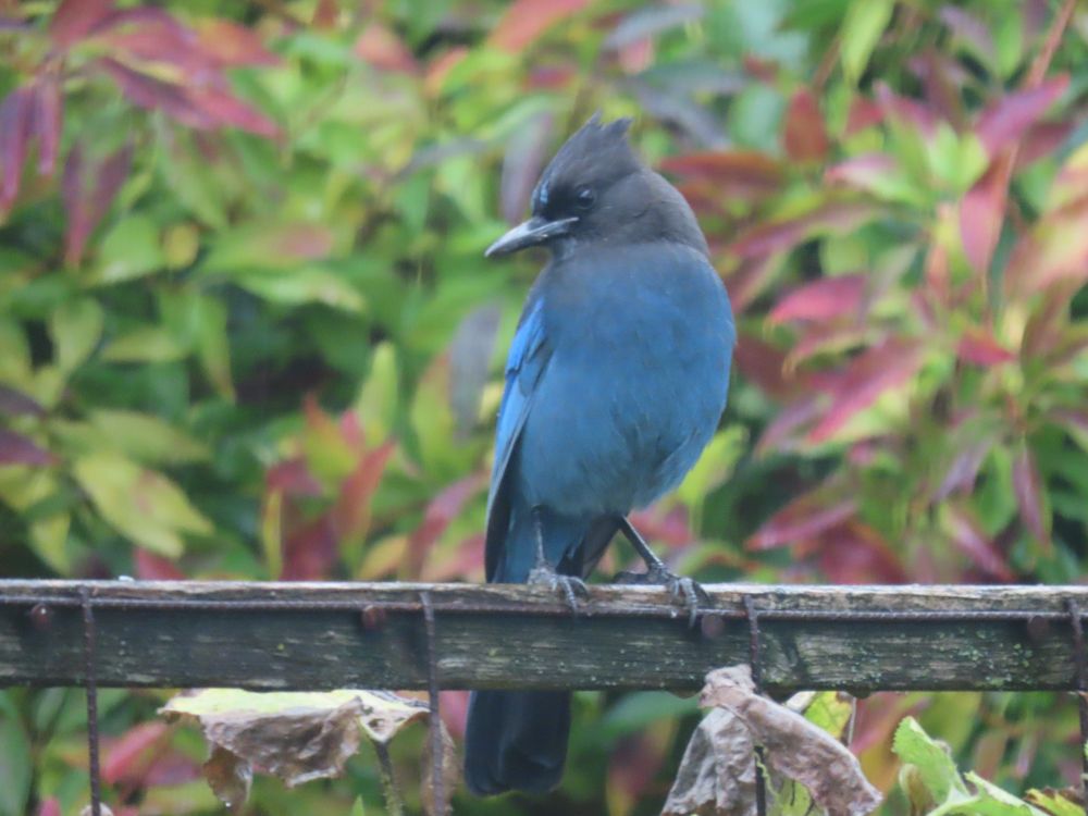 Steller's jay from the front, looking to the side.