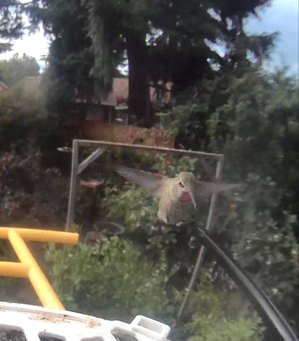 Anna's hummingbird hovering near bird feeder