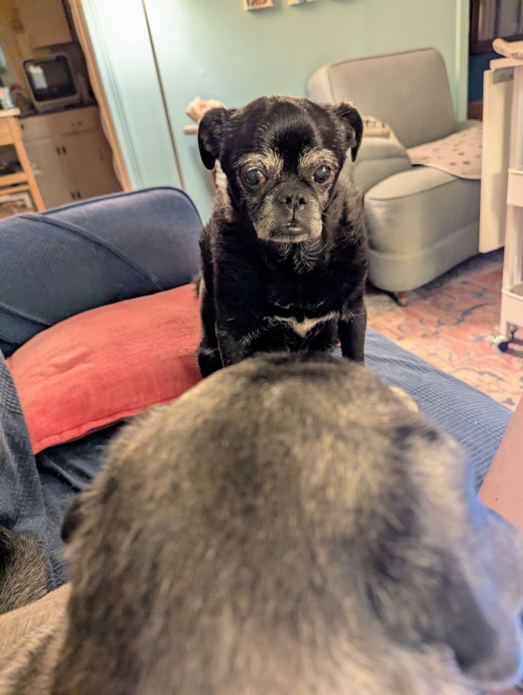 Astrid, a pug-chihuahua mix dog, stares balefully at her arch nemesis, Wosawee, a grey pug mix.