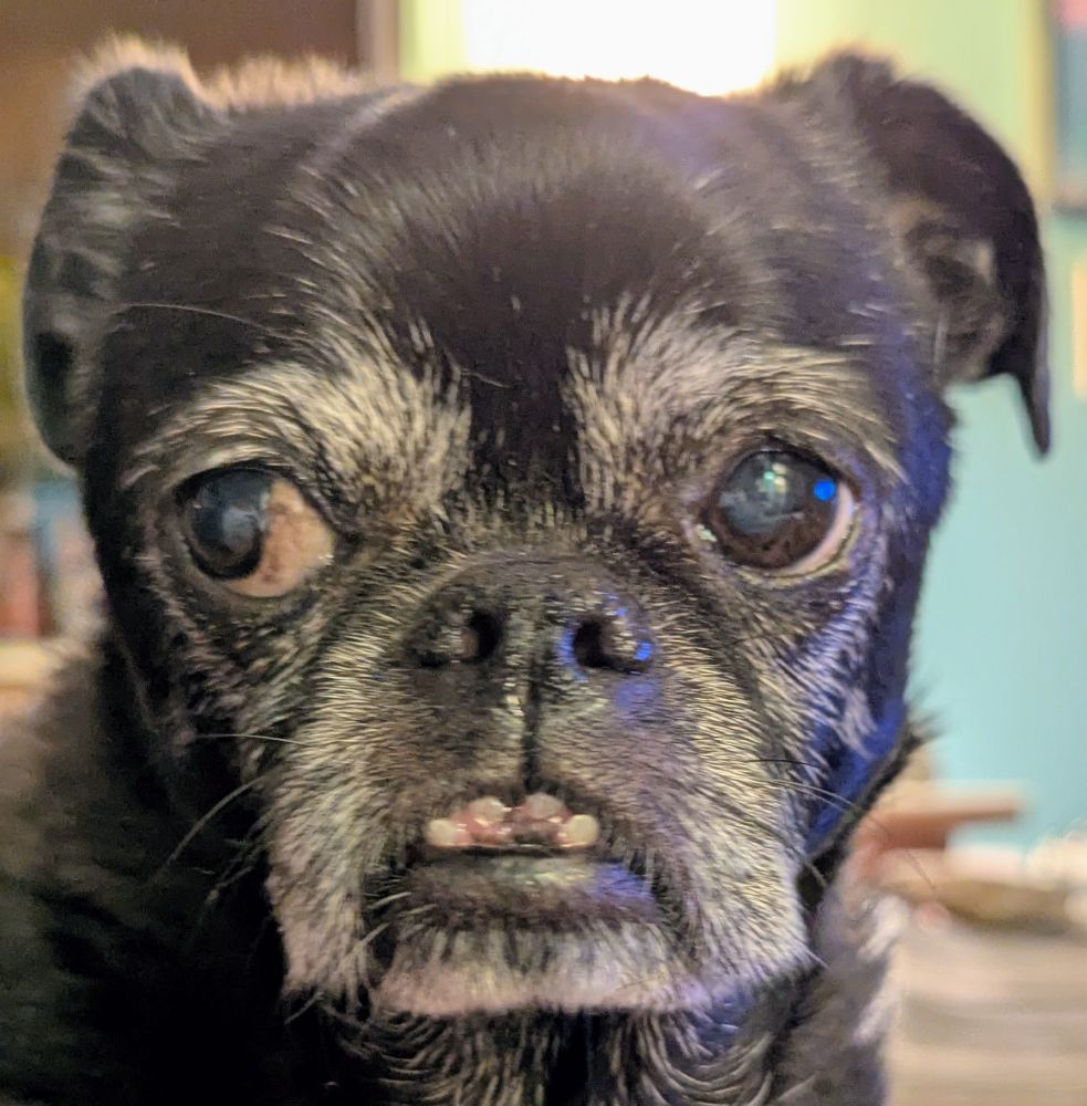 Astrid, a black chug dog considers her options, giving serious side eye