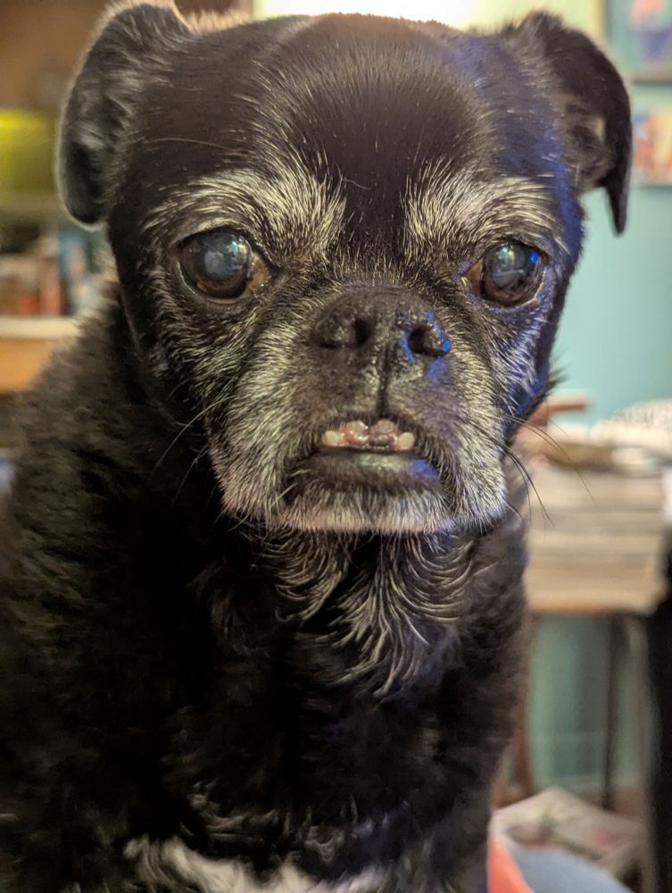 Astrid realizes it was only a dream, one she will find a way to implement. (Black chug dog with white face markings stares at nothing, as if she is imagining something)