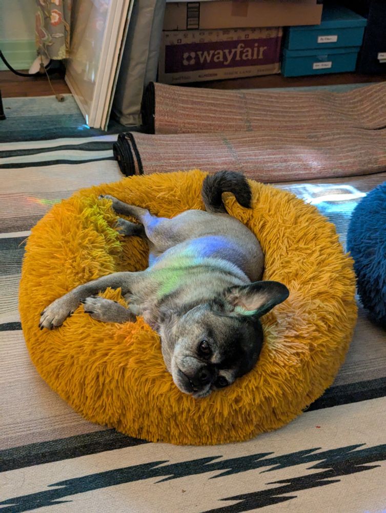 Grey pug mix laying on her orange bed with sun catcher prism colors falling over her