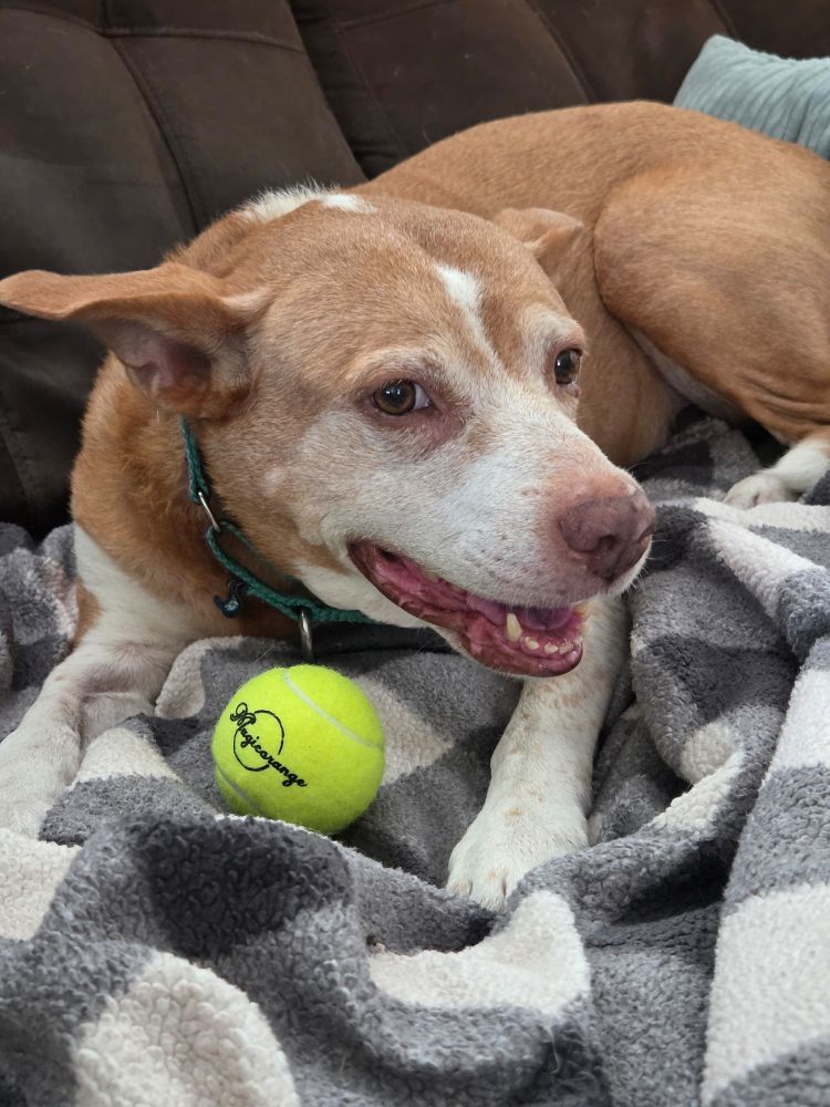 ginger & white dog on brown couch, gray white checker blanket, smiling with a tennis ball