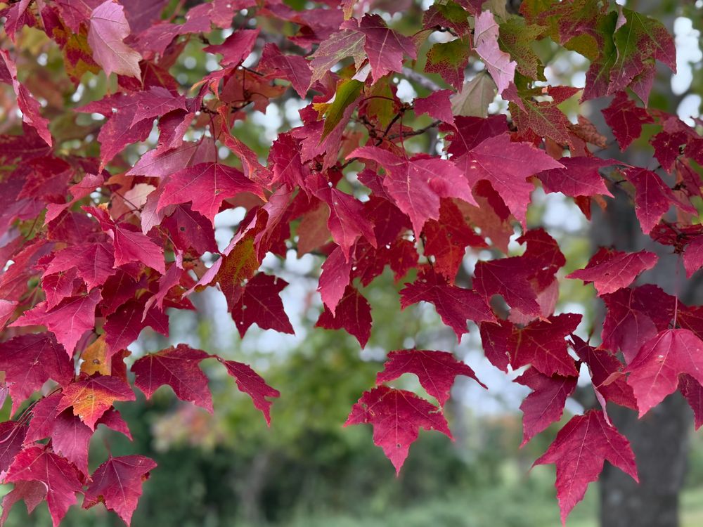 Red leaves hanging from a tree, with green trees in the background.