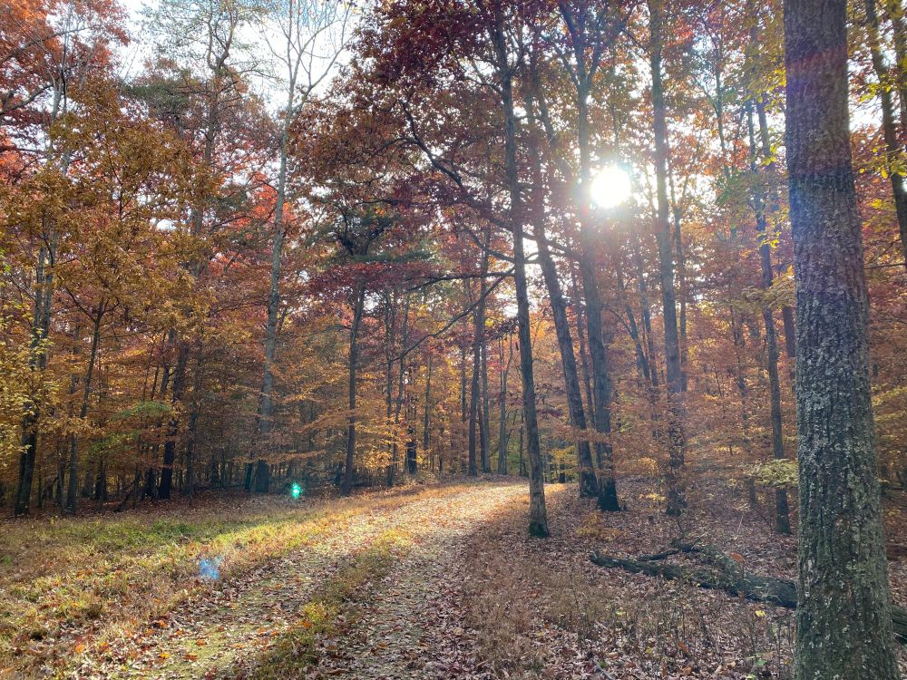 A fall scene at the Abbey of Gethsemani in Kentucky: the sun shines through trees with brown and red leaves, down on a curving road.