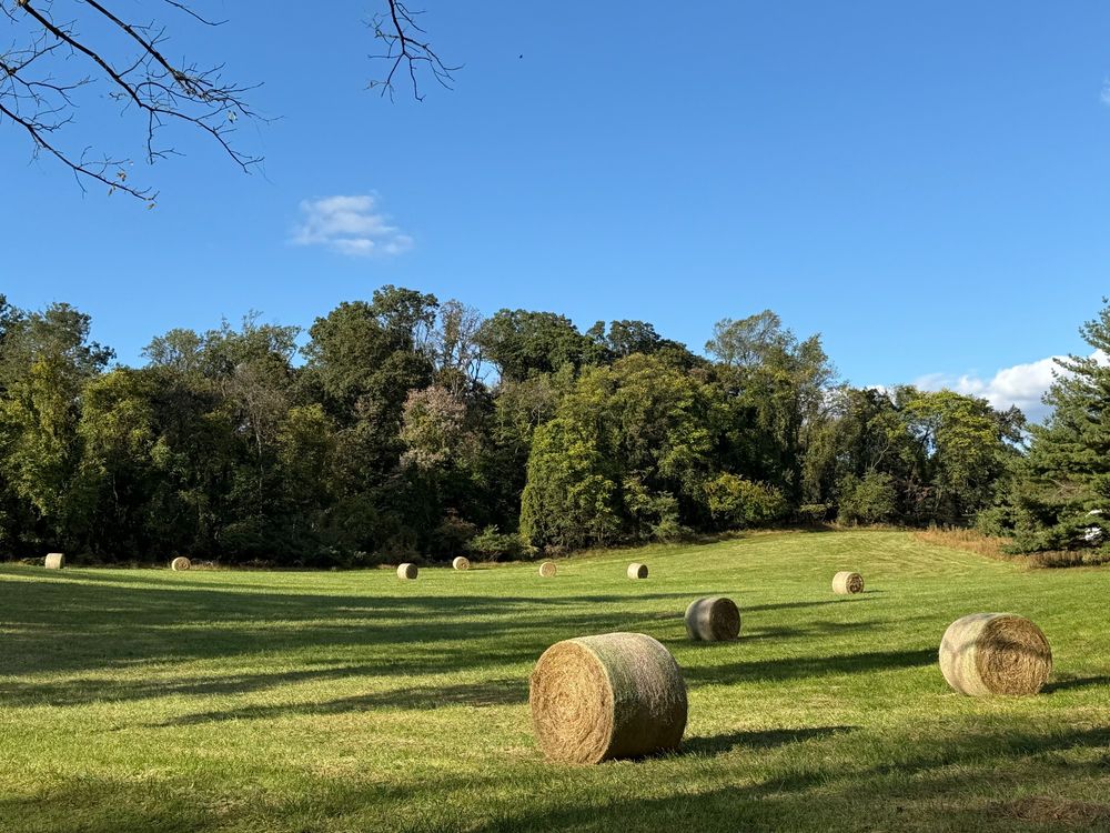 Round hay bales dot a green field bordered by green trees, under a blue sky.