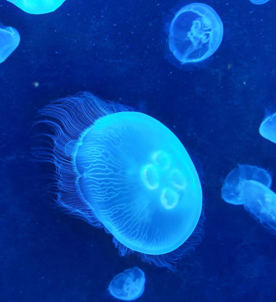 In blau beleuchtetem Aquarium schwimmen mehrere Quallen herum und schimmern durchsichtig weiß. 