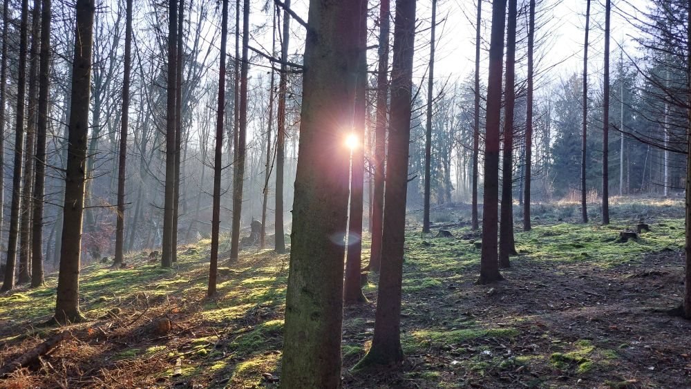 Mehrere kahle Stämme von Nadelbäumen blockieren die Sicht auf die tief stehende Sonne. Zwischen zwei Stämmen scheint das Licht aber strahlend hindurch. Auf dem Waldboden wechseln Sonne und Schatten. Die Luft ist leicht dunstig.
 