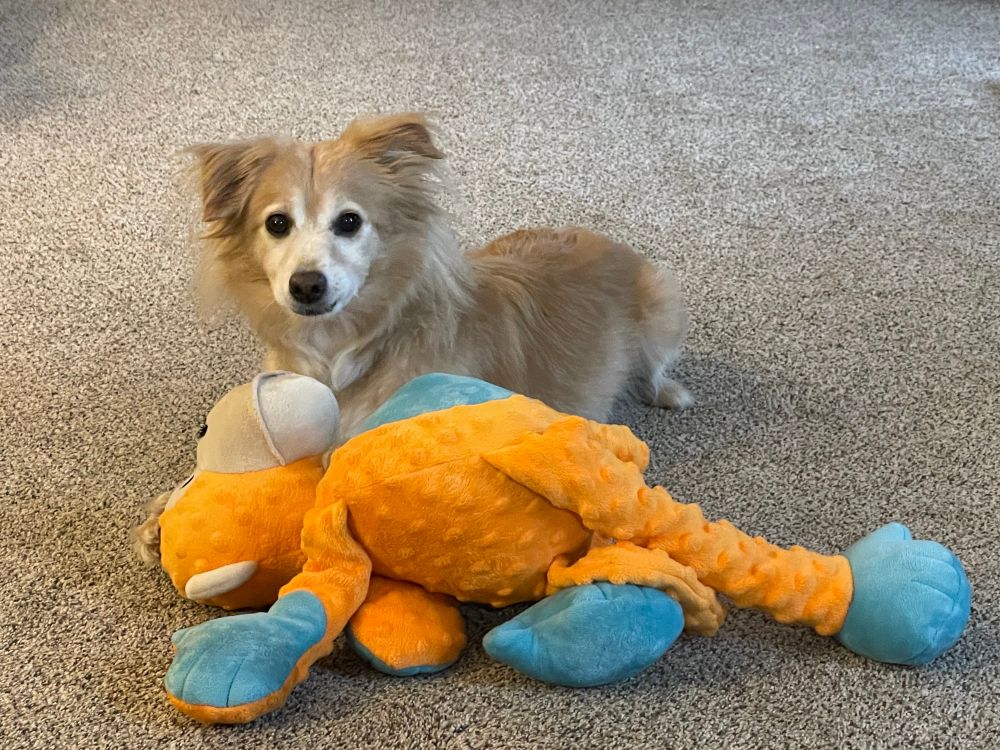 A small tan dog with his ears perked up laying on the floor with a monkey dog toy that’s about as big as he is