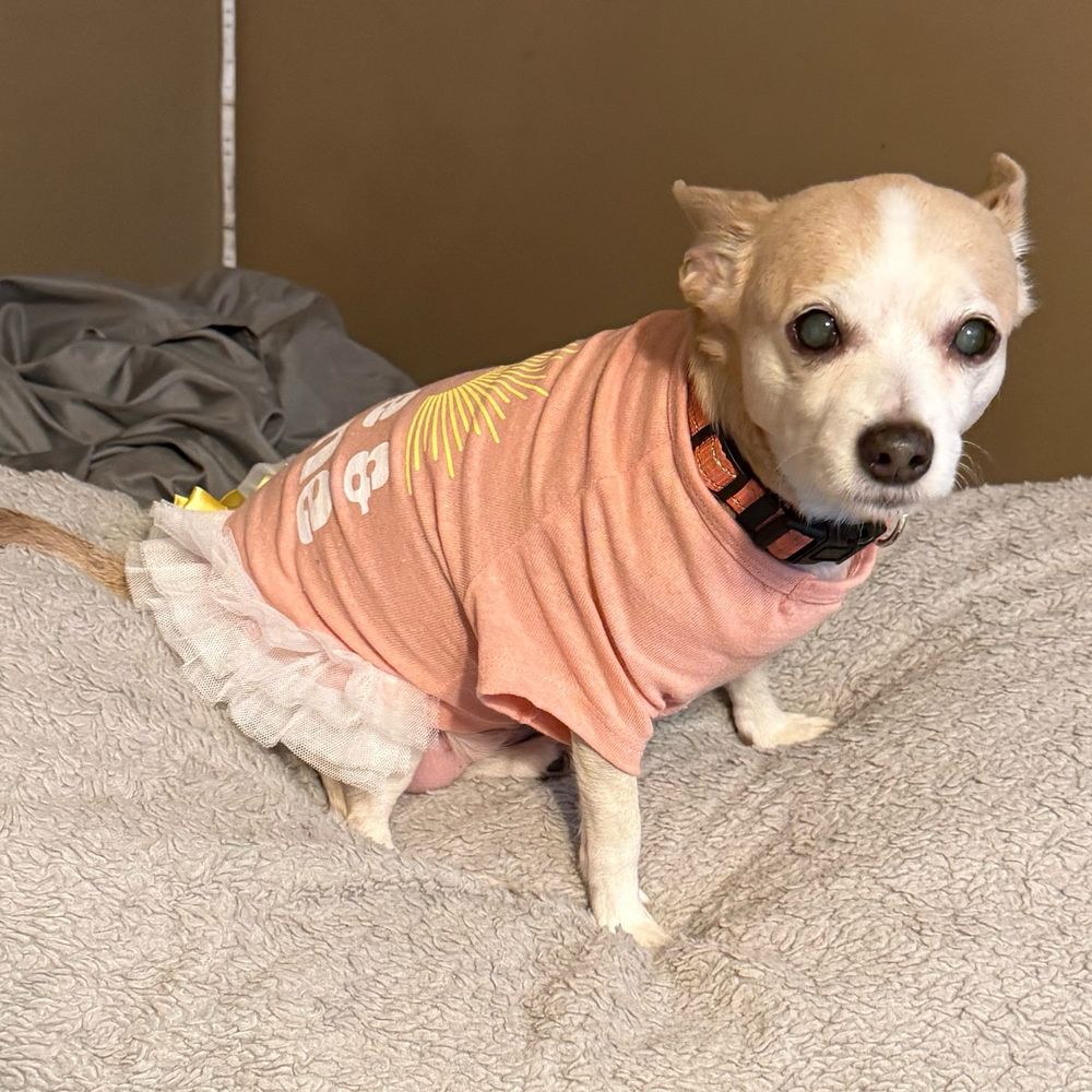 Chihuahua dog in tutu tee