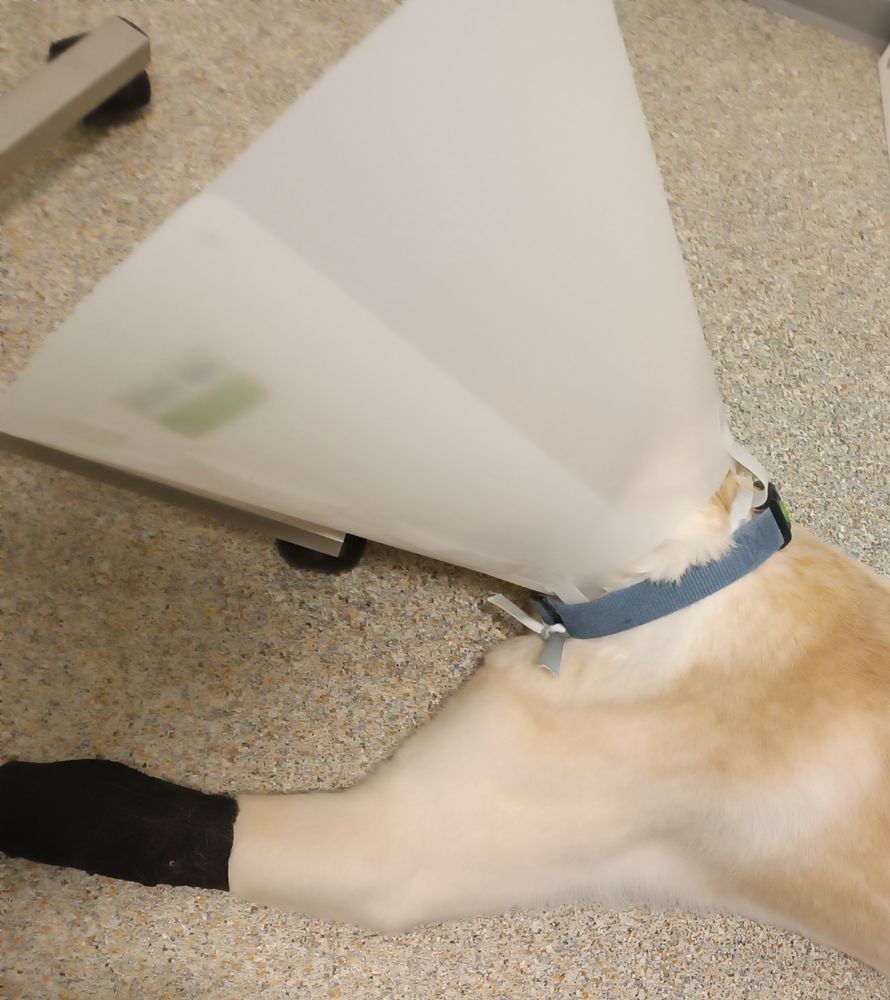 Mein Hund mit einem Leckschutz um den Kopf nach einer OP