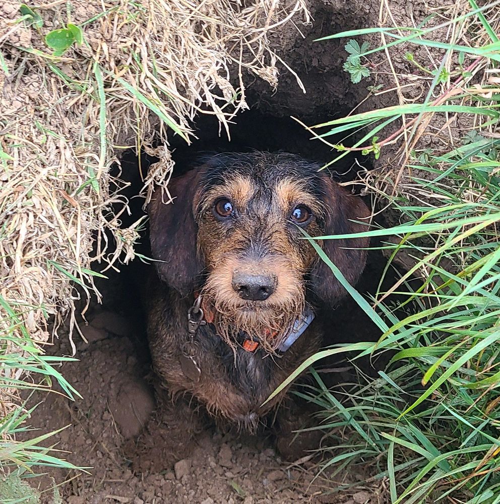 Dachshund dog