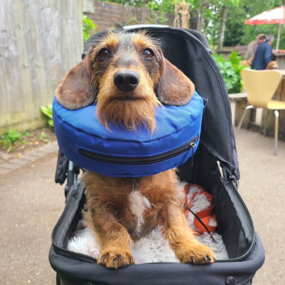 Dachshund dog in pram