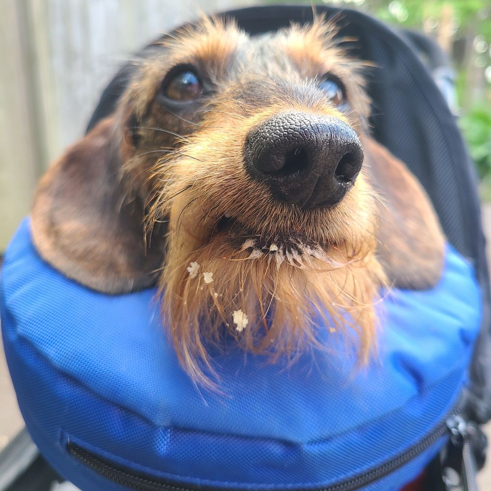 Dachshund dog in pram