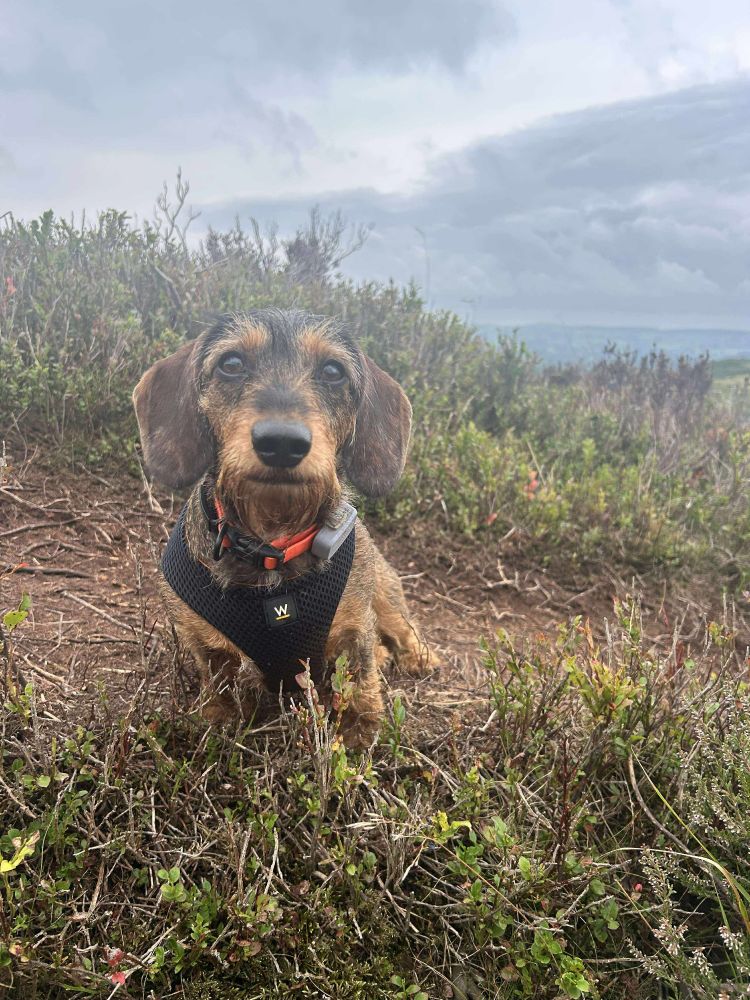 Dachshund dog 