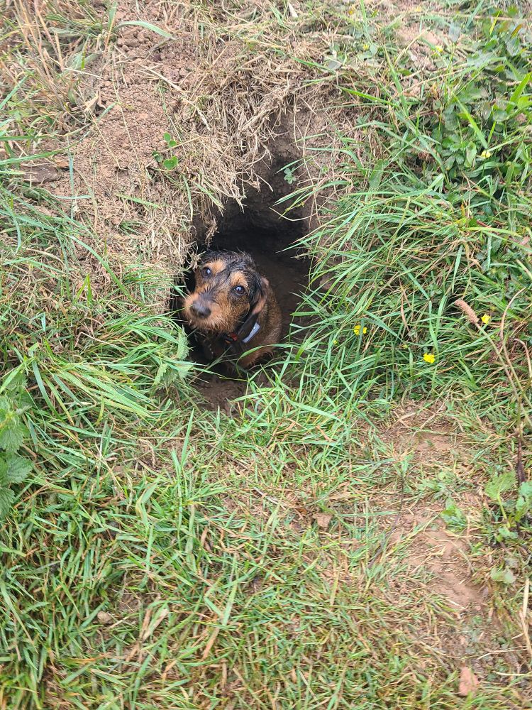Dachshund Dog