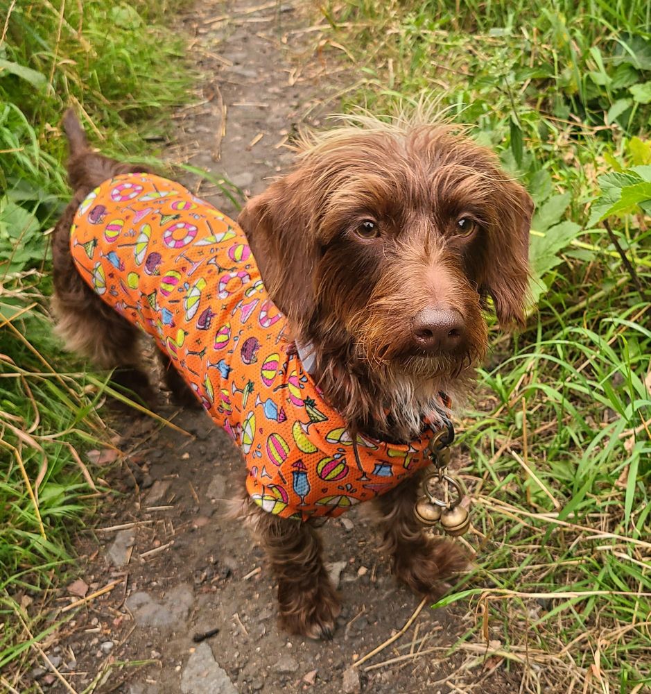 Dachshund 