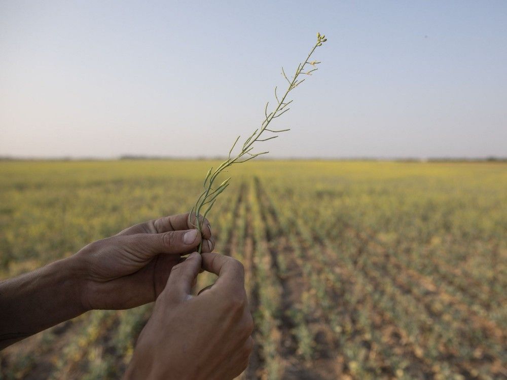 Opinion: Canada's carbon tax fights climate change, high food prices