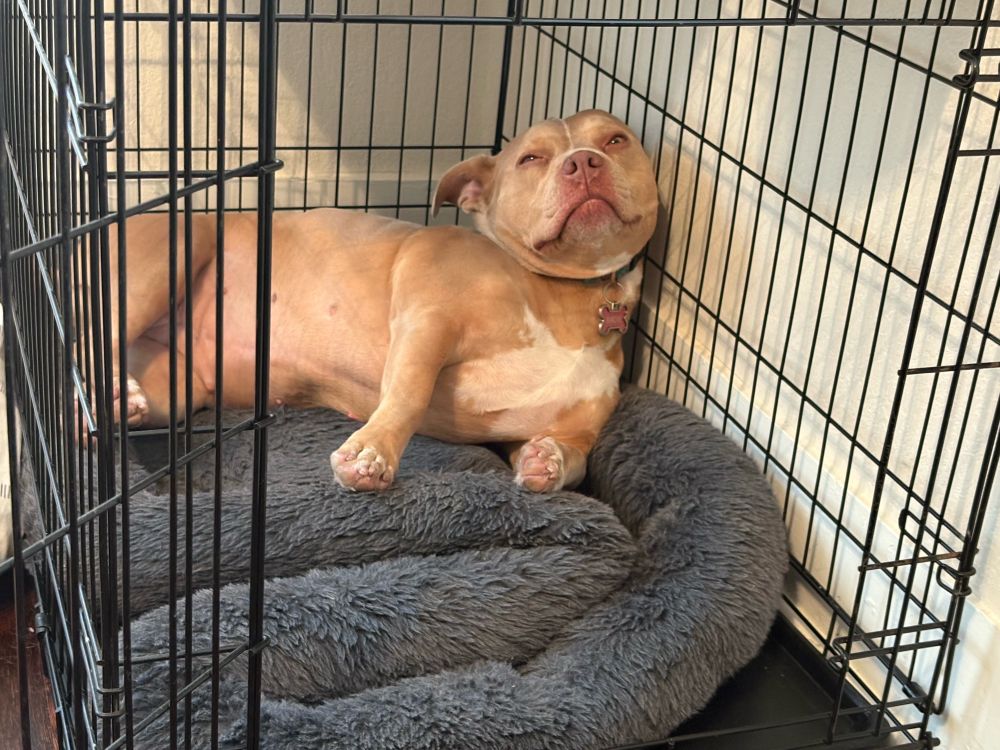 Sleepy dog