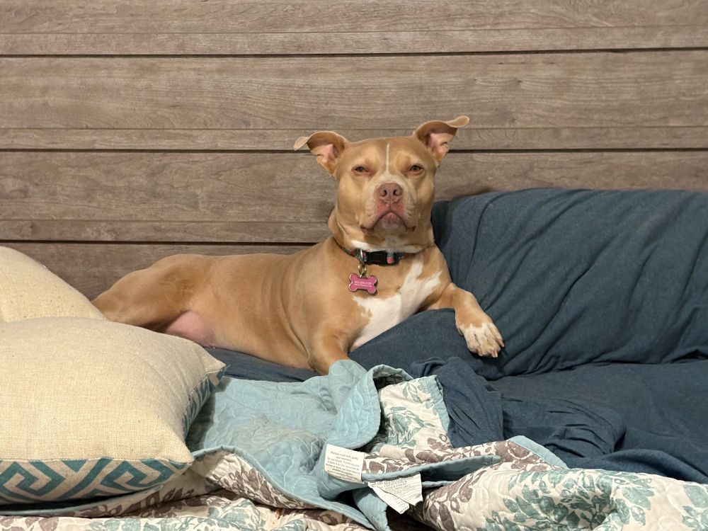 Dog looking judgmental 