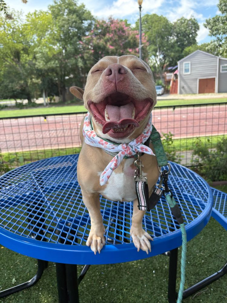 Happy dog 