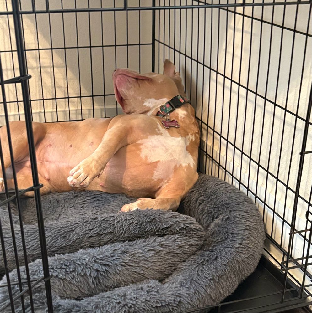 Sleepy dog