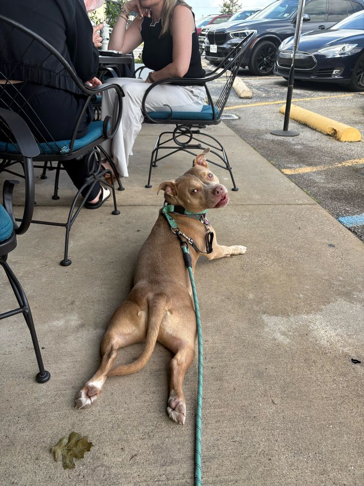Dog looking smug 