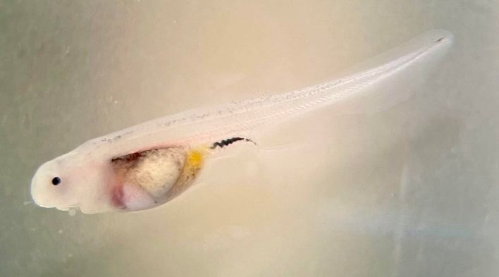 Paddlefish 8 days post fertilization 