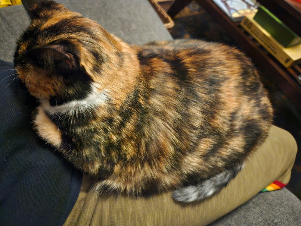 A very round calico cat snoozes in the lap of someone wearing green sweatpants and a black shirt. 