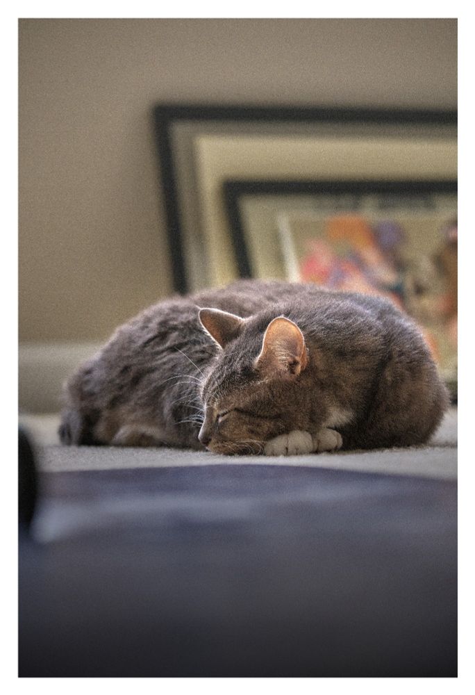 Cat sleeping on the floor