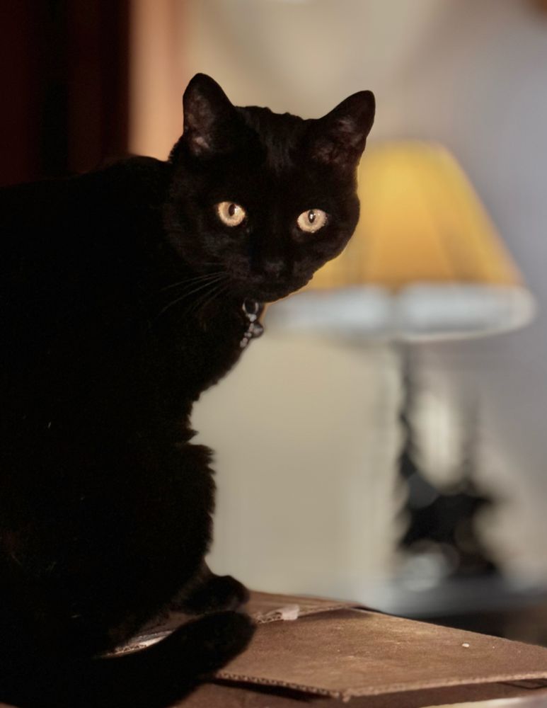 Nova, our fur-covered terrorist.