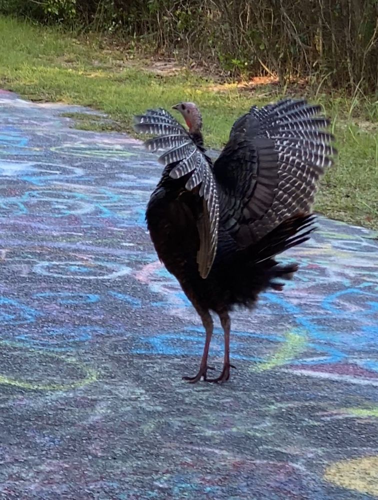 A turkey is facing with its back to the camera and grey, black and white wings are flapping in the air. It is standing on its toes. The walkway beneath the turkey is black pavement covered in graffiti. 