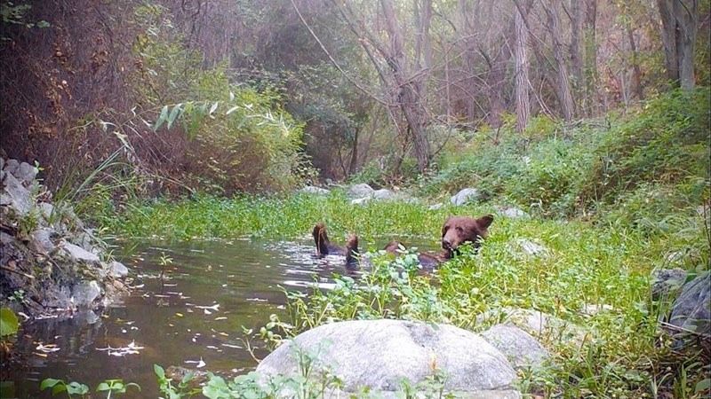 A picture from a trail cam of a black bear soakin' it up in a bog, his little back feeties, head, and paws can be seen up over the top of the water. He is surrounded by reeds and appears to not have a care in the world. God i wish that were me at all times.