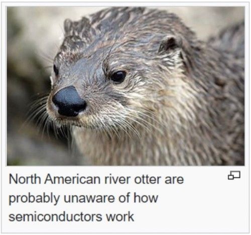 A screenshot from what appears to be Wikipedia, saying: North American river otter are probably unaware of how semiconductors work